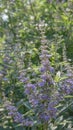 Monk`s pepper Vitex agnus-castus, flowering shrub